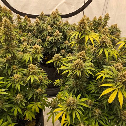 Passion Fruit / Royal Skywalker  growlog timeline photo