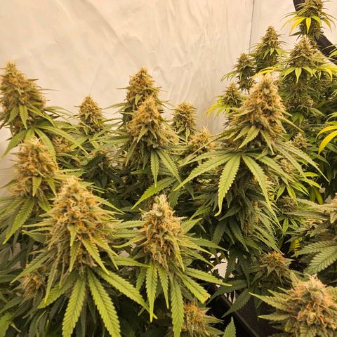Passion Fruit / Royal Skywalker  growlog timeline photo