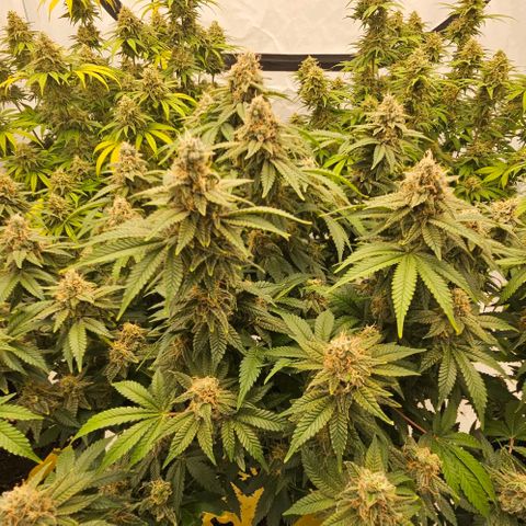 Passion Fruit / Royal Skywalker  growlog timeline photo