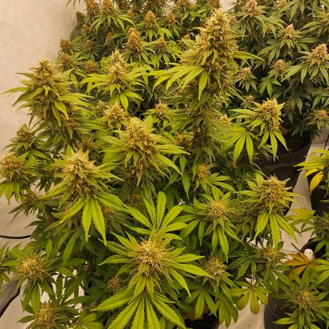 Passion Fruit / Royal Skywalker  growlog timeline photo