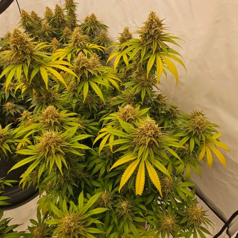 Passion Fruit / Royal Skywalker  growlog timeline photo