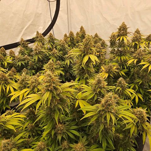 Passion Fruit / Royal Skywalker  growlog timeline photo