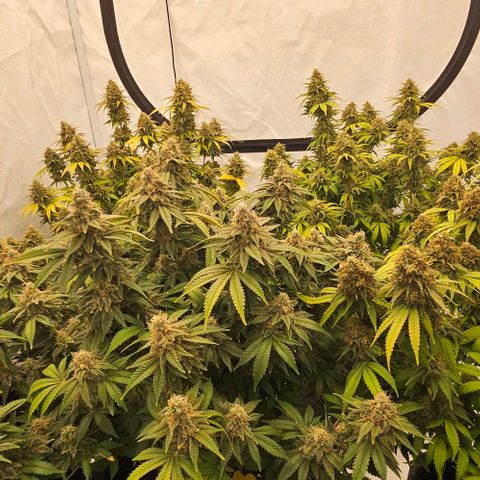 Passion Fruit / Royal Skywalker  growlog timeline photo
