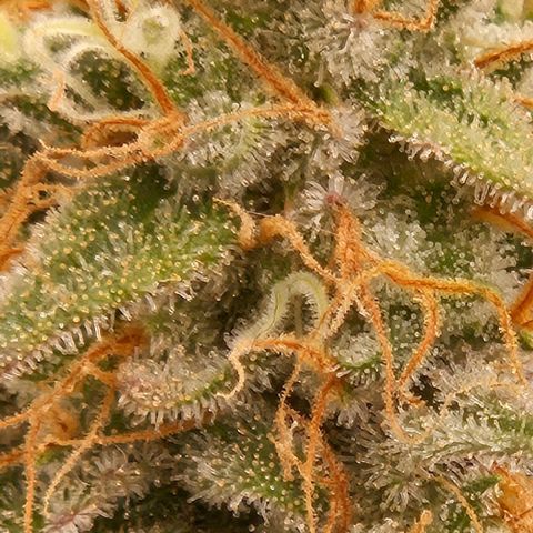Passion Fruit / Royal Skywalker  growlog timeline photo