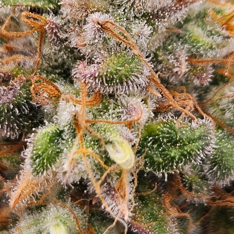 Passion Fruit / Royal Skywalker  growlog timeline photo