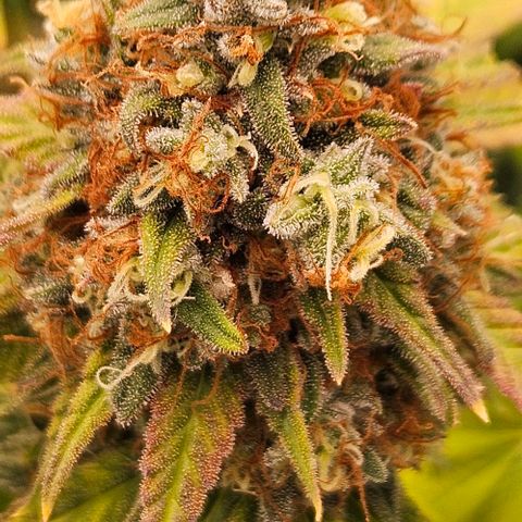 Passion Fruit / Royal Skywalker  growlog timeline photo