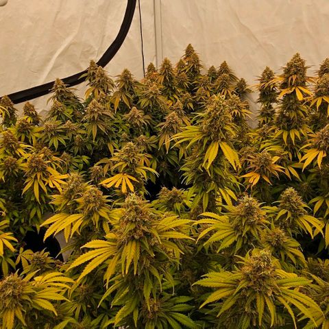 Passion Fruit / Royal Skywalker  growlog timeline photo
