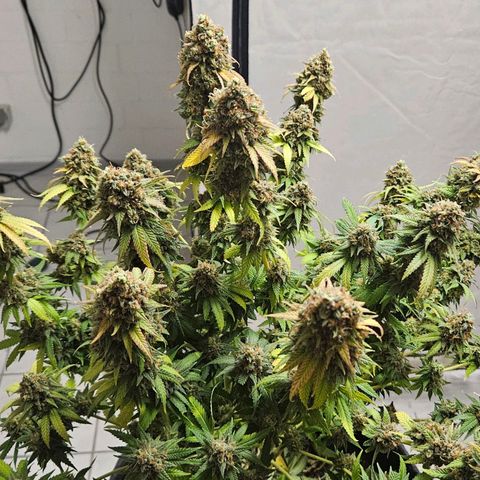 Passion Fruit / Royal Skywalker  growlog timeline photo