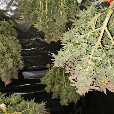 Passion Fruit / Royal Skywalker  growlog timeline photo