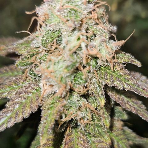 Passion Fruit / Royal Skywalker  growlog timeline photo