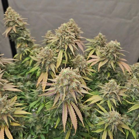 Passion Fruit / Royal Skywalker  growlog timeline photo