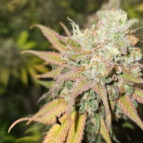 Passion Fruit / Royal Skywalker  growlog timeline photo