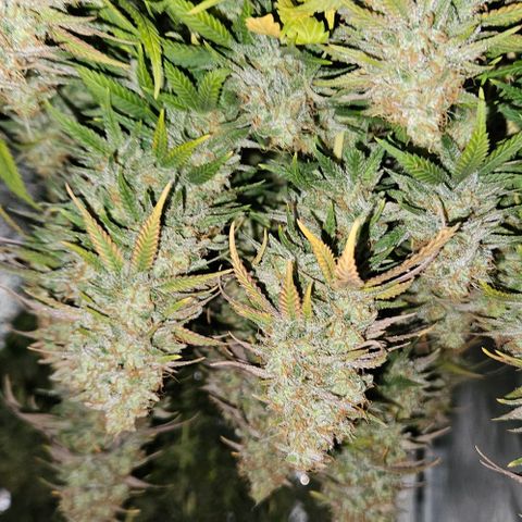 Passion Fruit / Royal Skywalker  growlog timeline photo