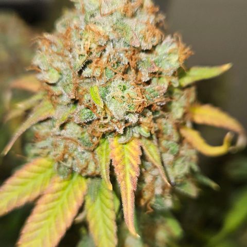 Passion Fruit / Royal Skywalker  growlog timeline photo