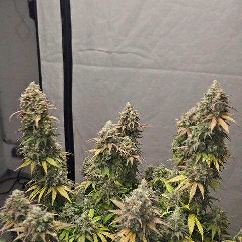 Passion Fruit / Royal Skywalker  growlog timeline photo