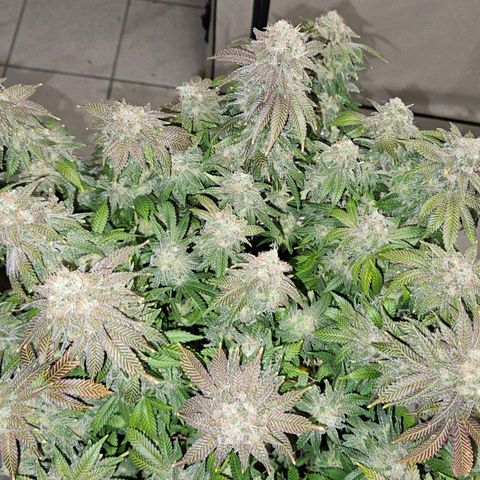 Passion Fruit / Royal Skywalker  growlog timeline photo