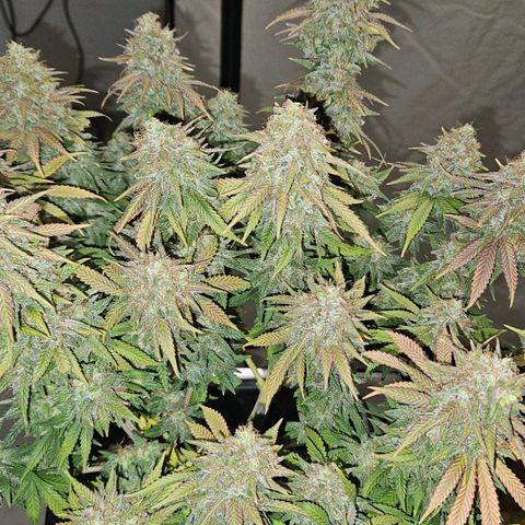 Passion Fruit / Royal Skywalker  growlog timeline photo