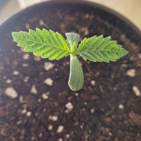 Purple Punch growlog timeline photo