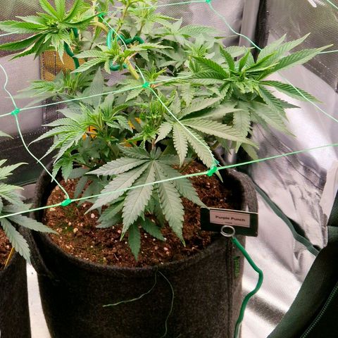 Purple Punch growlog timeline photo