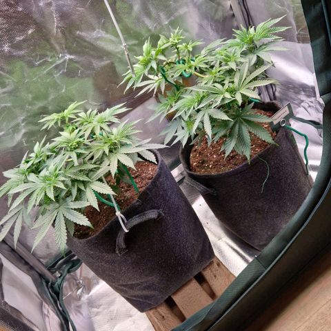 Purple Punch growlog photo: Right Plant
