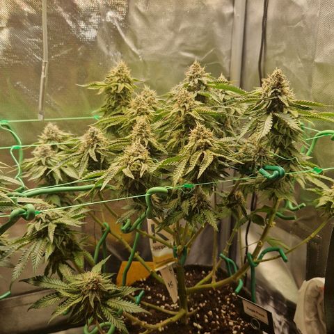 Purple Punch growlog timeline photo