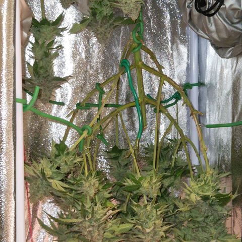 Purple Punch growlog timeline photo