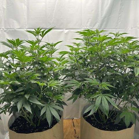 Con Leche  #1 & #2 growlog timeline photo