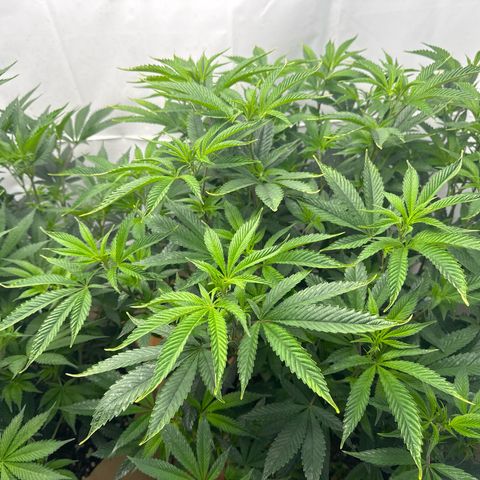 Con Leche  #1 & #2 growlog photo: Day 2 Flower