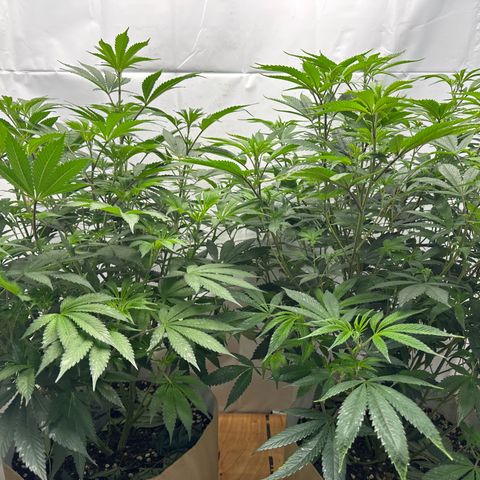 Con Leche  #1 & #2 growlog photo: Little leaf taco still from pre-flower. 