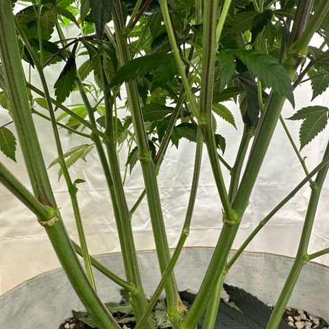 Con Leche  #1 & #2 growlog photo: Little leaf taco still from pre-flower. 