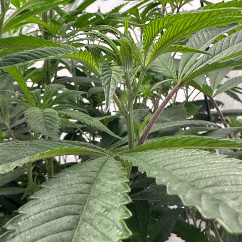 Con Leche  #1 & #2 growlog photo: Little leaf taco still from pre-flower. 