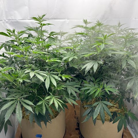 Con Leche  #1 & #2 growlog timeline photo