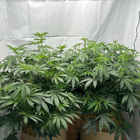 Con Leche  #1 & #2 growlog timeline photo