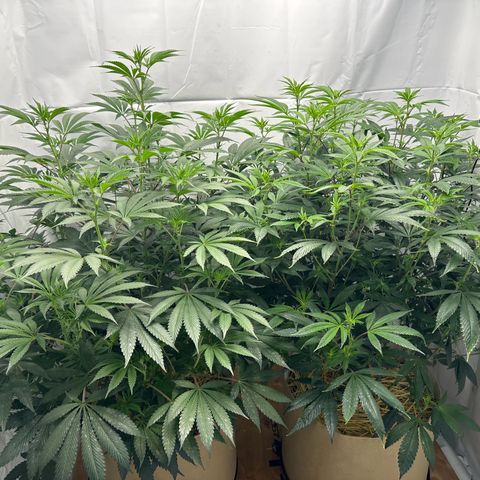 Con Leche  #1 & #2 growlog photo: Almost time for a haircut!