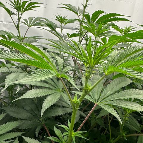 Con Leche  #1 & #2 growlog photo: Almost time for a haircut!