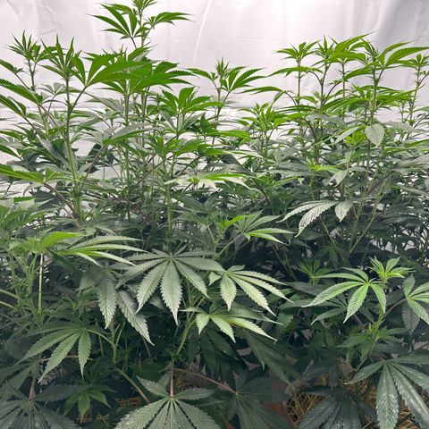 Con Leche  #1 & #2 growlog timeline photo