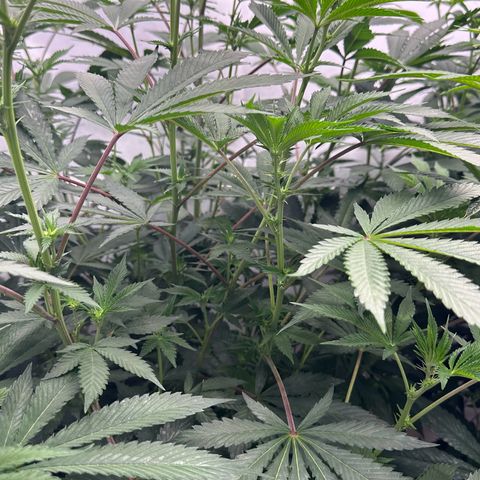Con Leche  #1 & #2 growlog timeline photo