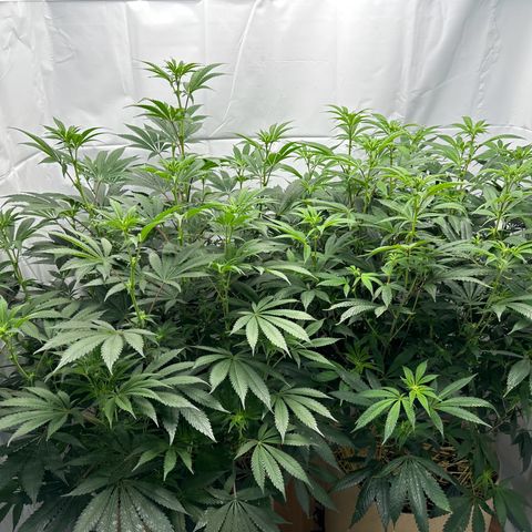 Con Leche  #1 & #2 growlog photo: Heavy rain pushed worms up so I figured id add some to my pots - added 8-10 each