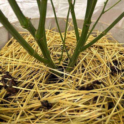 Con Leche  #1 & #2 growlog photo: Heavy rain pushed worms up so I figured id add some to my pots - added 8-10 each