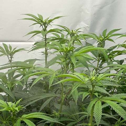 Con Leche  #1 & #2 growlog photo: Lil defoil to get opened up more