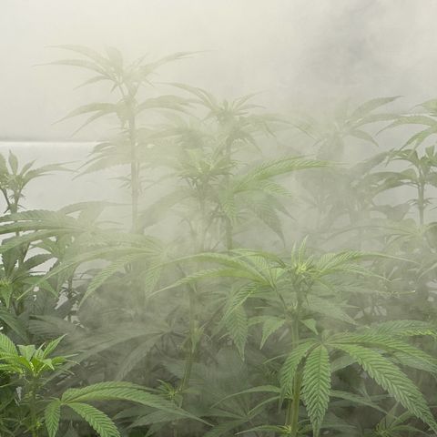 Con Leche  #1 & #2 growlog photo: Lil defoil to get opened up more
