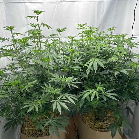 Con Leche  #1 & #2 growlog photo: Lil defoil to get opened up more