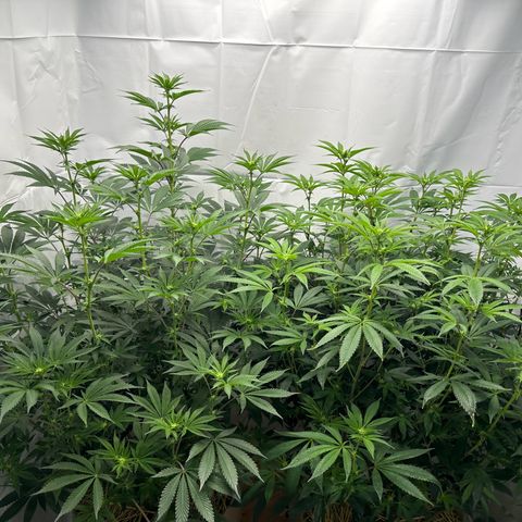 Con Leche  #1 & #2 growlog timeline photo
