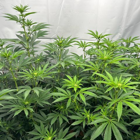 Con Leche  #1 & #2 growlog timeline photo