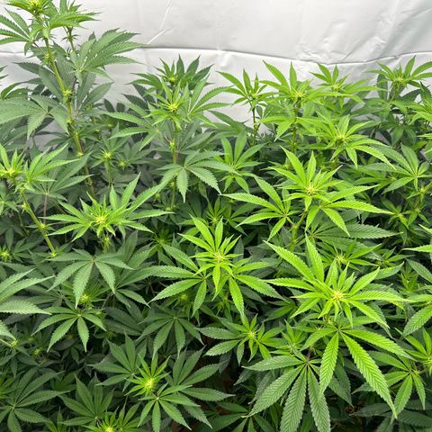Con Leche  #1 & #2 growlog timeline photo