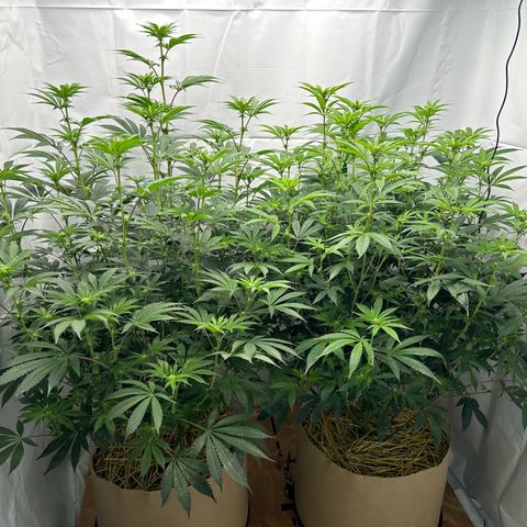 Con Leche  #1 & #2 growlog photo: Here we go