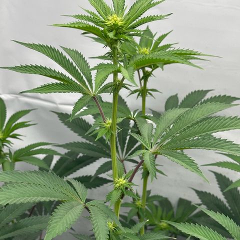 Con Leche  #1 & #2 growlog photo: Here we go