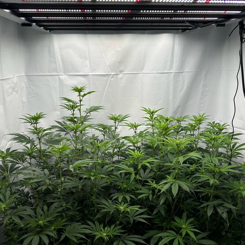 Con Leche  #1 & #2 growlog photo: Here we go