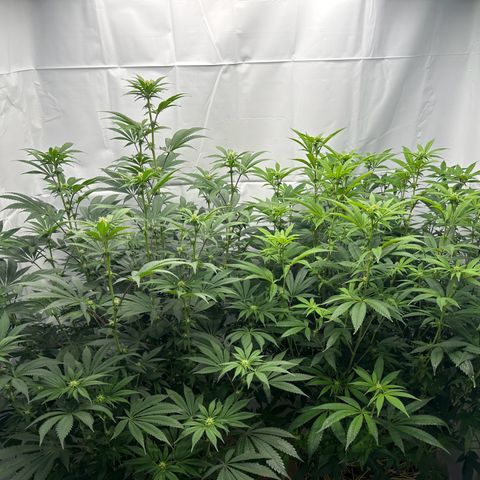 Con Leche  #1 & #2 growlog timeline photo