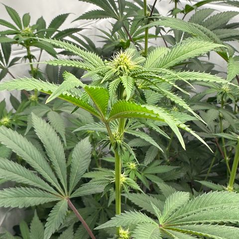 Con Leche  #1 & #2 growlog timeline photo